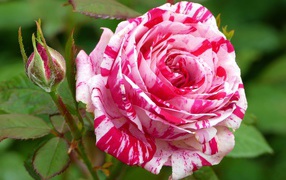 Роза с красивой расцветкой с бутоном
