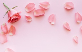 Роза с лепестками на розовом фоне