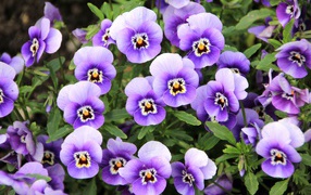 Маленькие нежные фиолетовые цветы анютины глазки