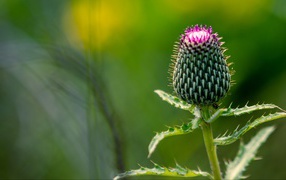 Thawed thistle flower on a green background