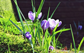 The first spring flowers of crocus in the sun