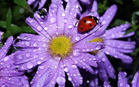 A ladybird sits on a drop of water with a flower of an aster