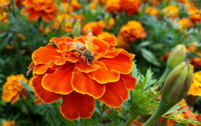 The wasps sits on a beautiful orange flower marigold
