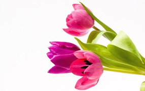 Три нежных розовых тюльпана на белом фоне