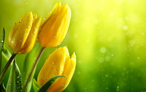 Три желтых тюльпана в каплях воды фон для открытки
