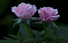 Две красивых розовых розы на клумбе