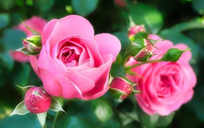 Две красивые розовые розы с бутонами
