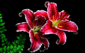 Две красивые тигровые лилии на черном фоне