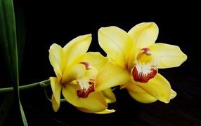 Два красивых желтых цветка орхидеи на черном фоне