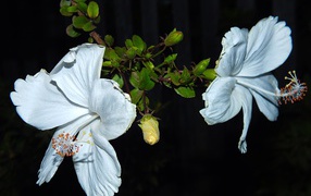 Два больших белых цветка гибискуса с бутонами