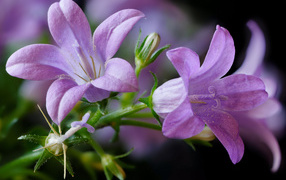 Два сиреневых колокольчика крупным планом