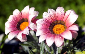 Два розовых цветка газании в каплях росы