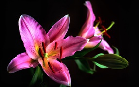 Две розовые лилии с бутоном на черном фоне