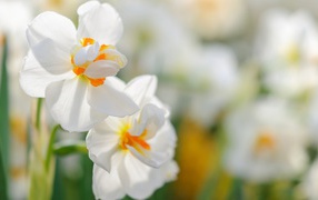 Два белых цветка нарцисса крупным планом