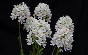 Необычные белые экзотические цветы орхидеи