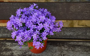 Фиолетовые цветы колокольчики в горшке