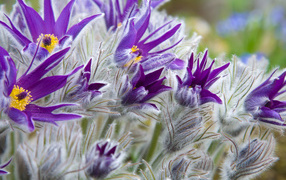 Фиолетовые цветы прострел с бутонами крупным планом