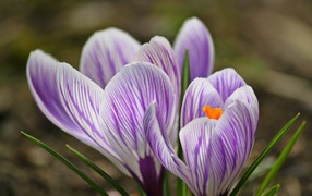 Фиолетовые весенние крокусы крупным планом