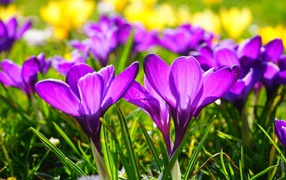 Фиолетовые весенние крокусы в лучах солнца