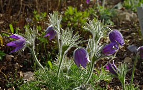 Фиолетовые весенние цветы прострел