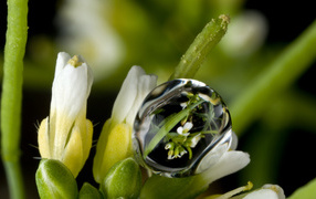 Капля воды на белом цветке крупным планом