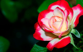 Бело- красная роза крупным планом 