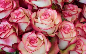 Бело - розовые большие розы крупным планом