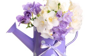 Белые и фиолетовый цветы фрезии в лейке на белом фоне