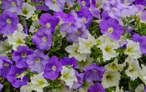 Белые и фиолетовые цветы петунии крупным планом