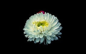 Белый цветок астры на черном фоне