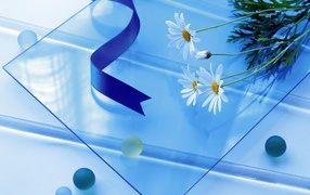 Белые ромашки на стеклянном столе с атласной лентой 