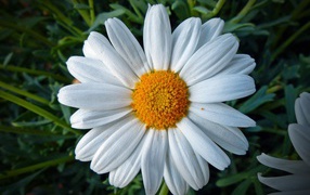 Белая ромашка с желтой серединкой крупным планом