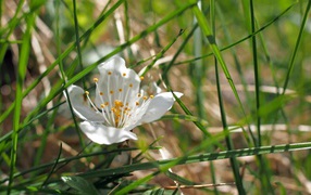 Белый нежный цветок в зеленой траве