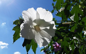 White hibiscus flower against blue sky background
