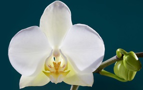 Белый цветок орхидеи с бутонами крупным планом