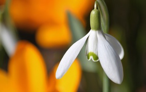 Белый весенний подснежник крупным планом