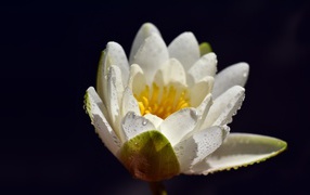 Белая водяная лилия в каплях воды на синем фоне