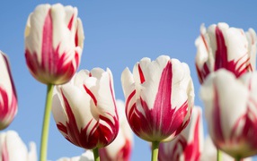 White with red tulips against the blue sky