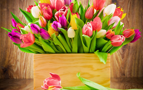 Деревянный ящик с разноцветными тюльпанами