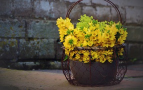 Желтые цветы вербейник в железной корзине