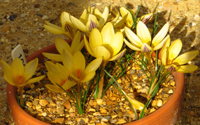 Желтые крокусы на декоративной клумбе