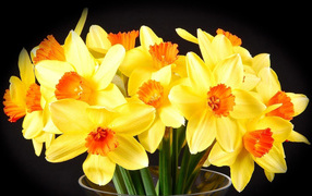 Желтые нарциссы в вазе на черном фоне