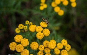 Желтые цветы пижмы крупным планом