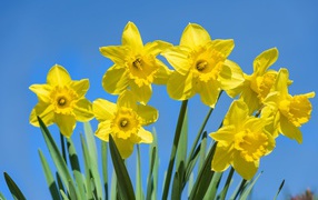 Желтые крупные нарциссы на фоне голубого неба 