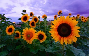 Желтые подсолнухи под красивым небом