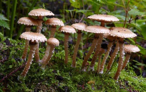 Много маленьких грибов в лесу