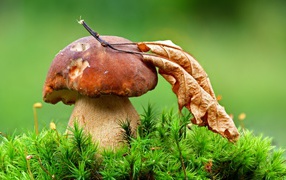 Гриб с опавшим сухим листом осенью 