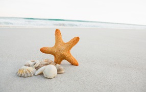 Морская звезда и ракушки на белом песке у моря 