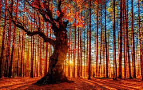 Осеннее солнце пробивается сквозь стройные сосны