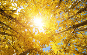 Яркое осеннее солнце пробивается сквозь желтые листья берез